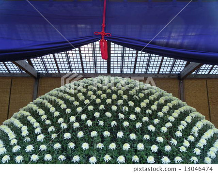Chrysanthemum festival 13046474