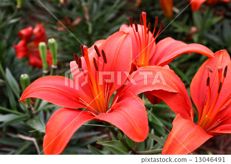 Beautiful lily 13046491