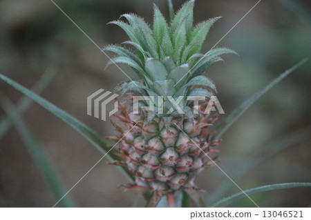 pineapple pineapple 13046521