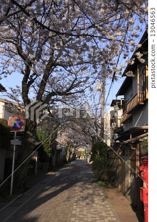 老城市的鎌倉路徑的櫻花 老城市的鎌倉路徑的櫻花 13046563