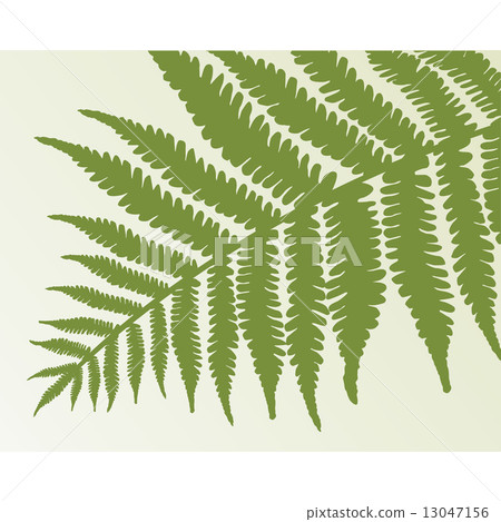 Vector - Single fern frond Vector - Single fern frond 13047156