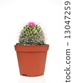 Blossoming cactus in a pot 13047259