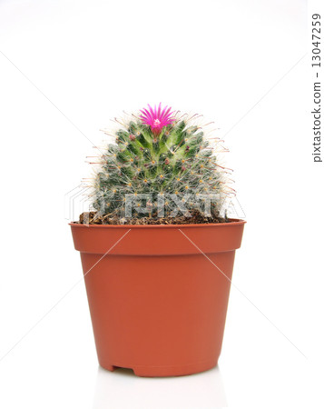 Blossoming cactus in a pot 13047259
