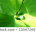 Rain drop on a green leaf 13047260