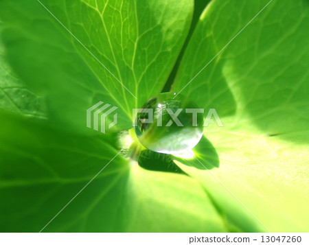 Rain drop on a green leaf 13047260