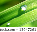 Two rain drops on a blade of grass 13047261