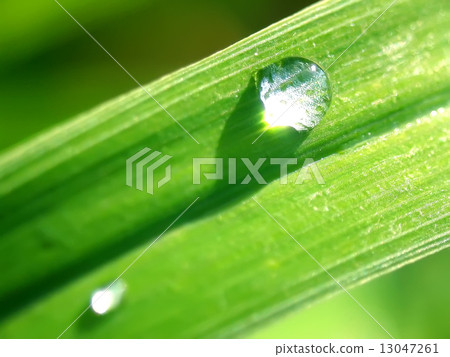 Two rain drops on a blade of grass 13047261