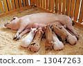 Momma pig feeding piglets 13047263