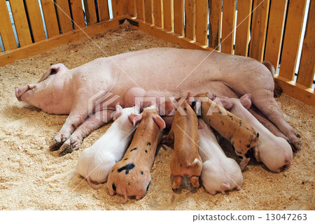 Momma pig feeding piglets 13047263