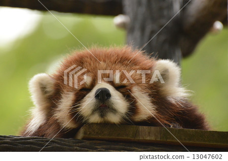Lesser panda Lesser panda 13047602