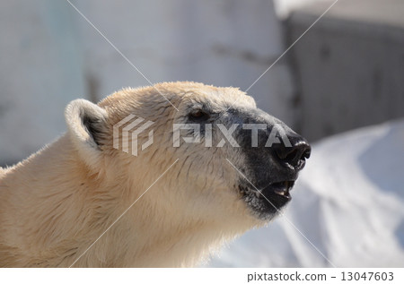 Polar bears Polar bears 13047603