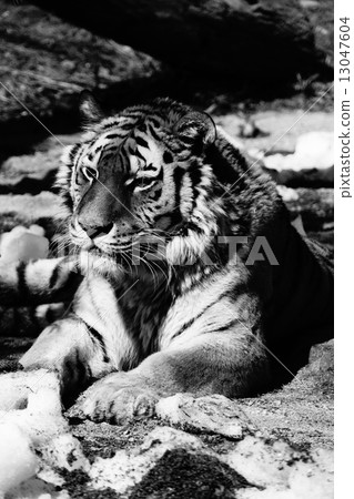 Amur Tora Amur Tora 13047604