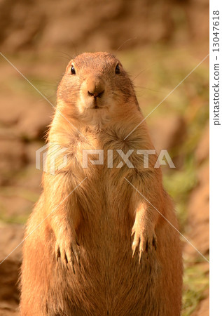 Black-tailed prairie dog Black-tailed prairie dog 13047618