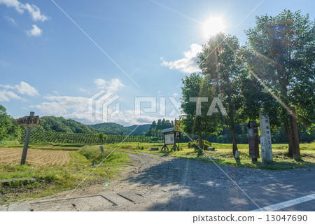 Entrance of major road of Kasugayama castle ruins in summer 13047690