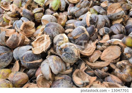 Pile of Coconut shell.. 13047701