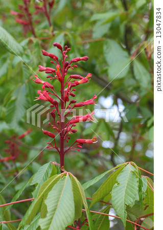 Flower of Akabana chestnut Flower of Akabana chestnut 13047834
