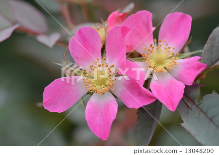 Spider musk 13048200