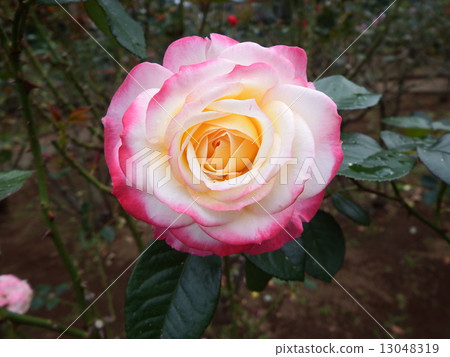 It is a flower of a rose in which pink and yellow petals collaborate subtly. It is a flower of a rose in which pink and yellow petals collaborate subtly. 13048319
