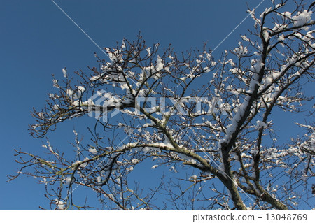 Snow flower? Snow flower? 13048769