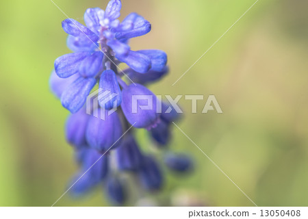 Muscari flowers 13050408