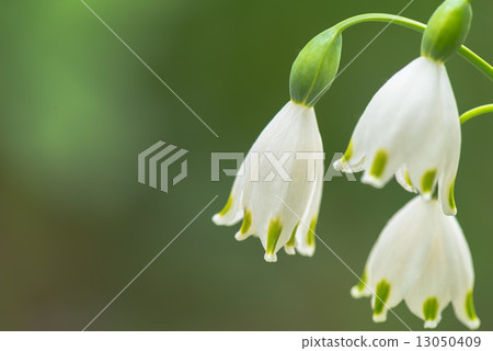 Suzuran Narcissus flower 13050409