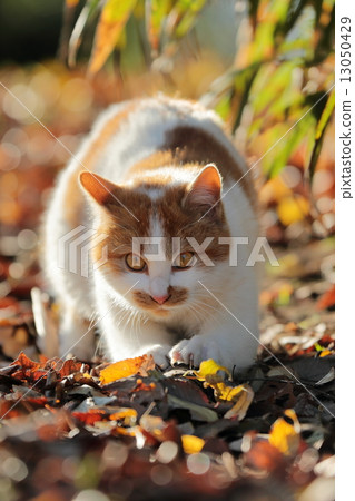 Nail sharpening 13050429