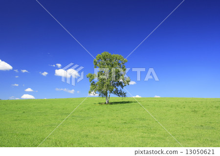北海道美瑛町草原和一棵樹 13050621