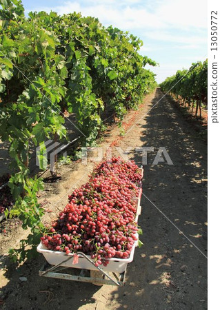 美國的葡萄園 13050772