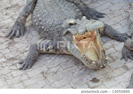 crocodile and jaw crocodile and jaw 13050800