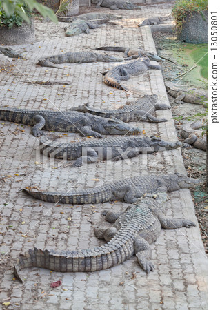 crocodile 13050801