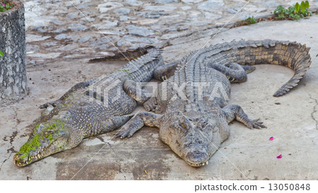 two crocodile sleeping 13050848