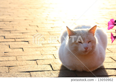 Stray cats doing sunny days 13050902