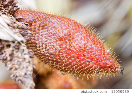 Close up of Salacca fruit. 13050989