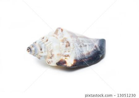 Sea shell isolated on white. Sea shell isolated on white. 13051230