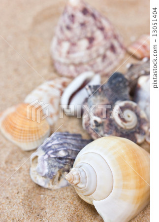 Variety of sea shells on sand. 13051404