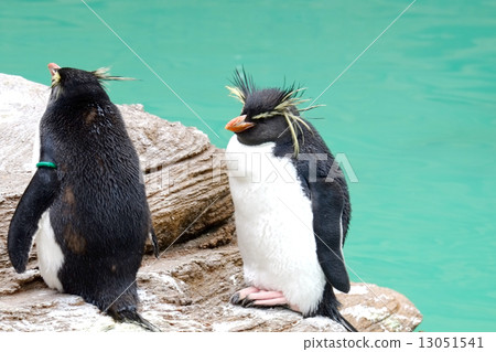 Iwatobi penguins Iwatobi penguins 13051541