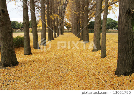 Carpet of Ginkgo biloba Carpet of Ginkgo biloba 13051790