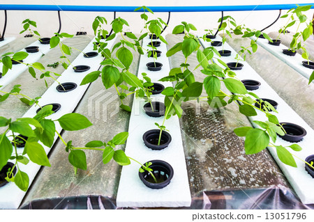 Hydroponic vegetable 13051796