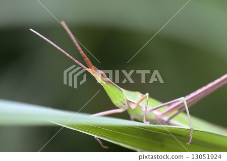 Locust Locust 13051924
