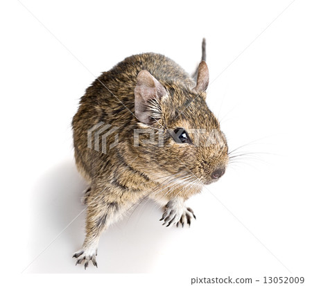 small cute rodent small cute rodent 13052009