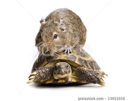 small rodent riding turtle 13052010