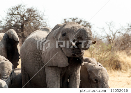 A herd of African elephants drinking at a muddy waterhole 13052016