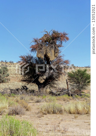 African masked weaver big nest on tree 13052021