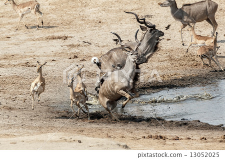 unsuccessful attack on crocodile to antilops kudu and unsuccessf 13052025