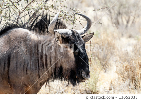 portrait of A wild Wildebeest Gnu portrait of A wild Wildebeest Gnu 13052033