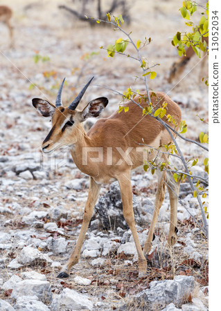 Portrait of Impala antelope 13052034