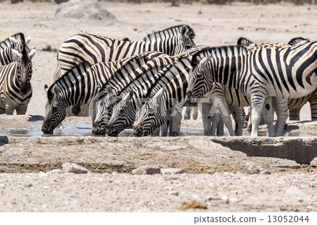 Zebra drinking on waterhole 13052044