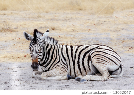 Young zebra in african bush 13052047