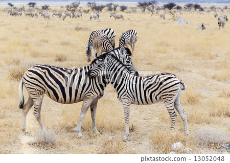 Zebra foal with mother in african bush Zebra foal with mother in african bush 13052048