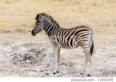 Young zebra in african bush 13052049